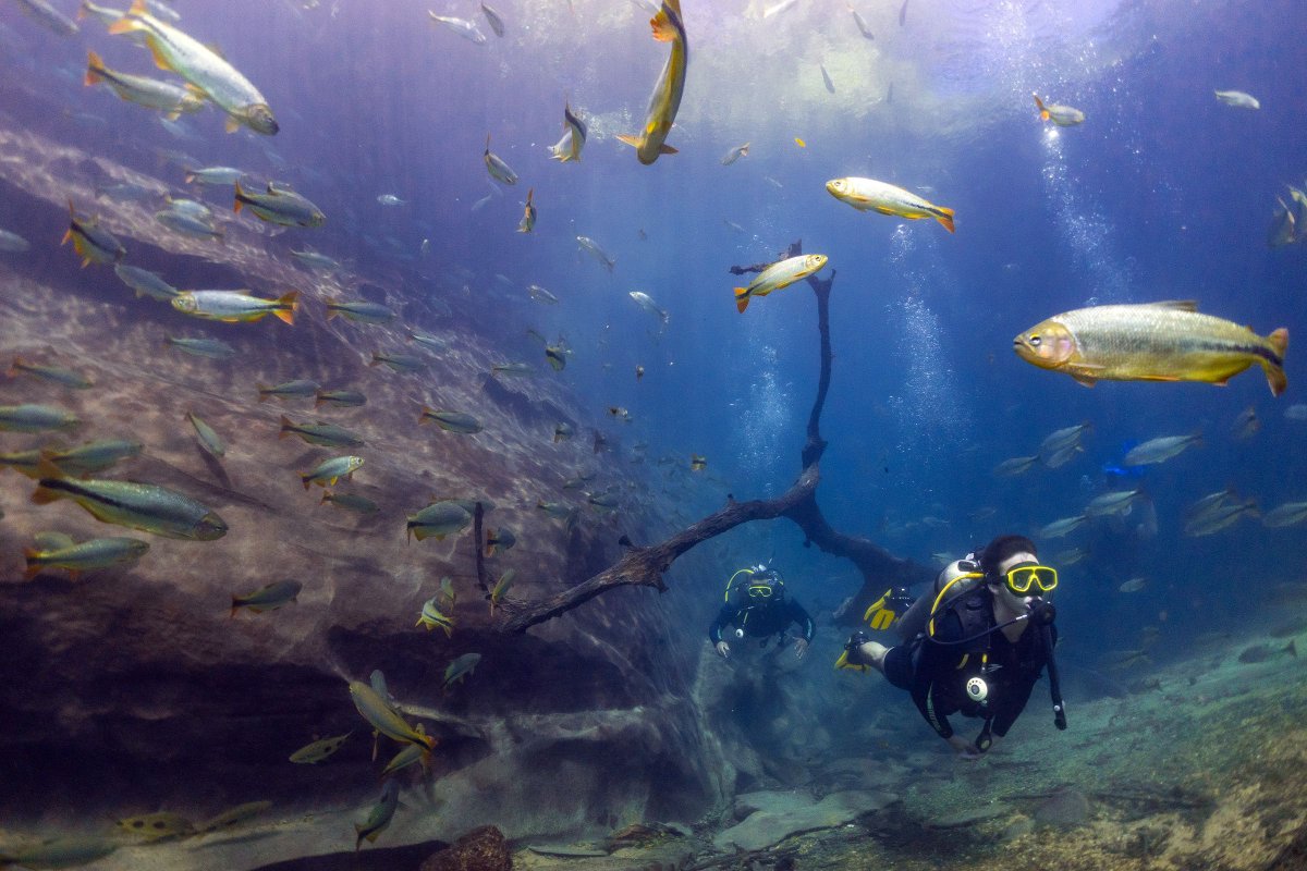 Rio da Prata, you can snorkel, or you can dive. Explore Bonito with us!

buff.ly/3rIhBiL 

#BonitoBrazil #CrystalClearWaters #SnorkelingAdventures #UnderwaterBeauty #EcoTourism #NatureLovers #ExploreBrazil #RiverLife #riodaprata #diving