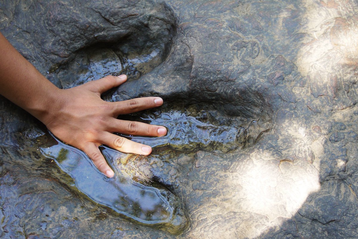 Dinosaur tracks vary based on the species. Theropods had narrow, V-shaped footprints, while ornithopods had wider, rounded prints. 

Here, a human discovers their hand is smaller than our tracks. 

#Dinosaur #Paleontology 🦖👣