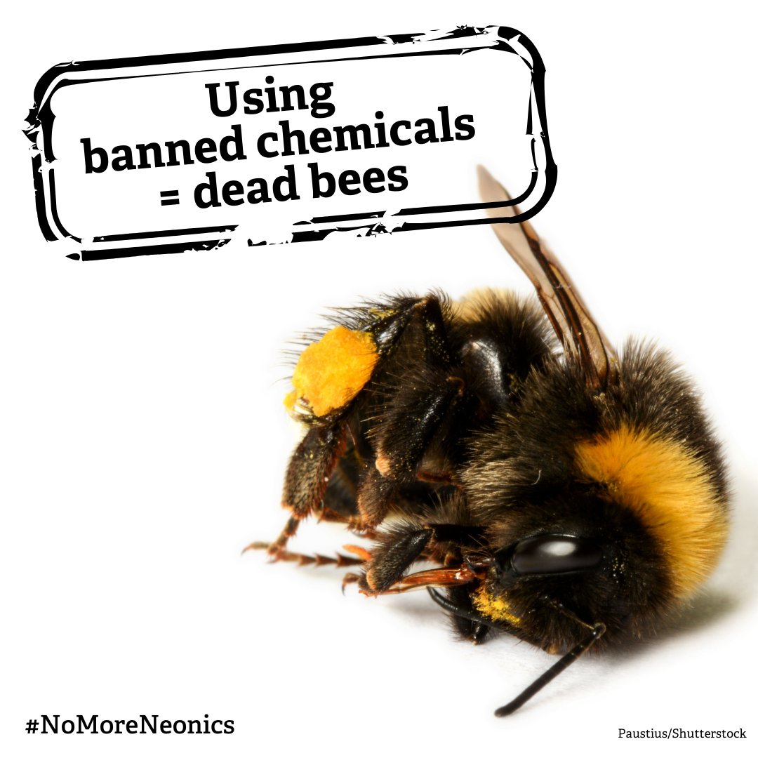❗️For the 4th year in a row, @DefraGovUK has been asked to allow use of a banned pesticide. 

🐝1 tsp of this poison is enough to kill 1.25m bees. 

☠Banned chemicals have no place in a #WilderFuture 

Ask the Farming Minister to say #NoToNeonics 👇

wtru.st/yes-to-healthy…