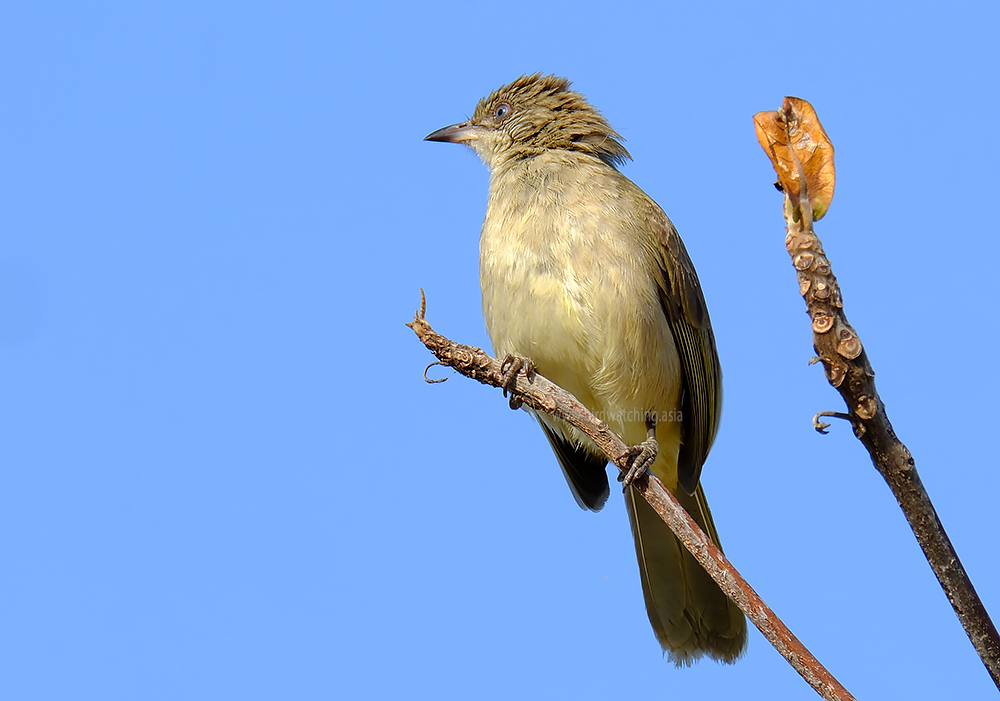 Streak-eared Bulbul in Southern Thailand. #birdwatching #bulbul #birdsseenin2023 #birding #thailandbirdwatching #birdphotography #birdsoftwitter #xbirds #birding