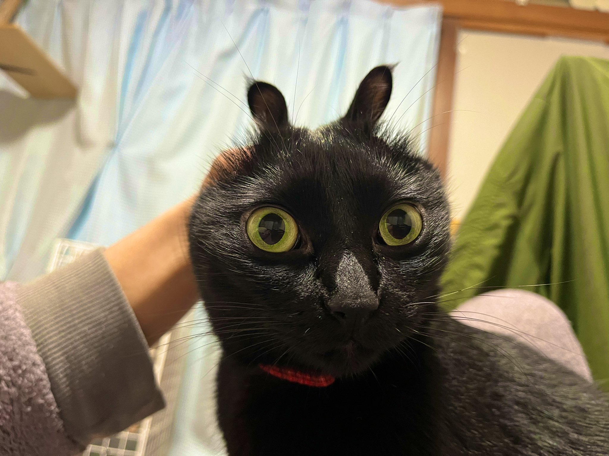 ねこうさぎ ねこうさぎ - YouTube