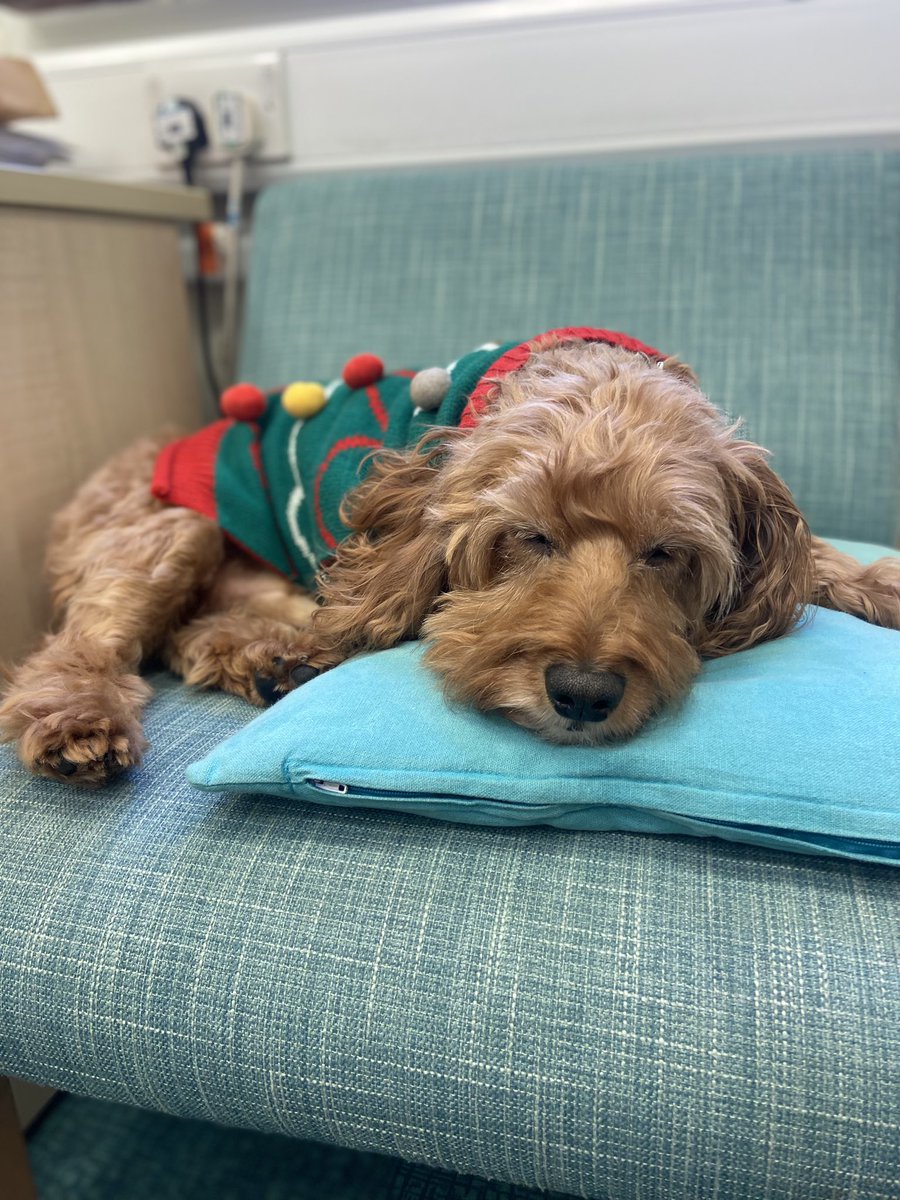 Today, Doug the Snow Dog came to say hello to the children of Christ Church, dressed in his very festive elf jumper. He’s had such a busy day so far that he’s retired to the office for a quick snooze! 😴🐶 #SnowDog #spreadingjoy #specialvisitor