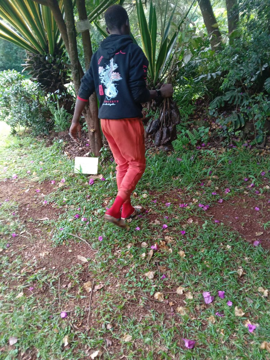 The Karen Blixen Museum received over 500 tree seedlings from Equity Bank over the weekend. This will help in the efforts to boost Kenya's forest cover by planting 15 billion trees by 2032.
#forestcover #treeplanting #karenblixen #karenblixenmuseum