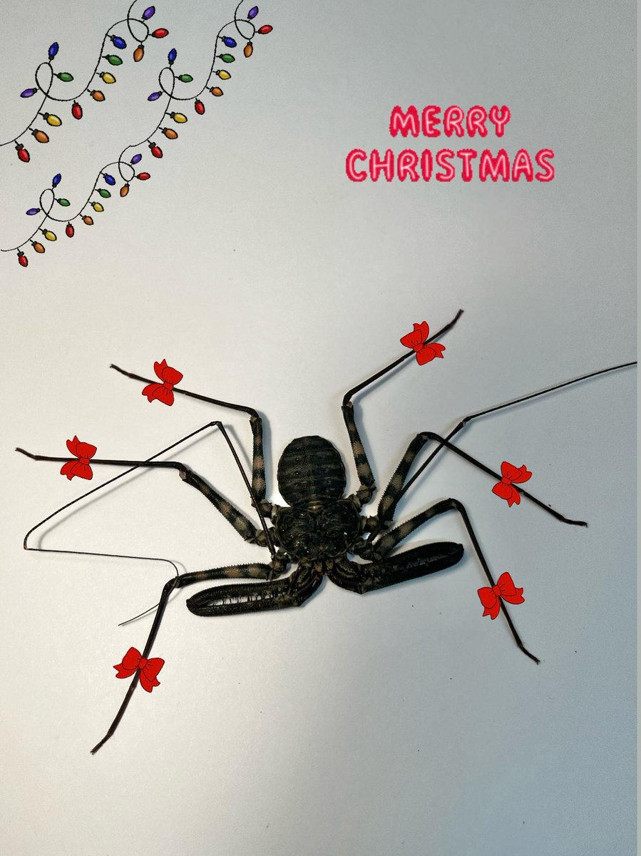 On the sixth day of Christmas, my true love sent to me six scorpions whipping*, Five golden orbs, Four crawling grubs, Three green beans, Two hermit crabs And a ta-ran-tu-la called Rosie. *Because they are whip scorpions...thought we should clarify that! #12BugsOfChristmas