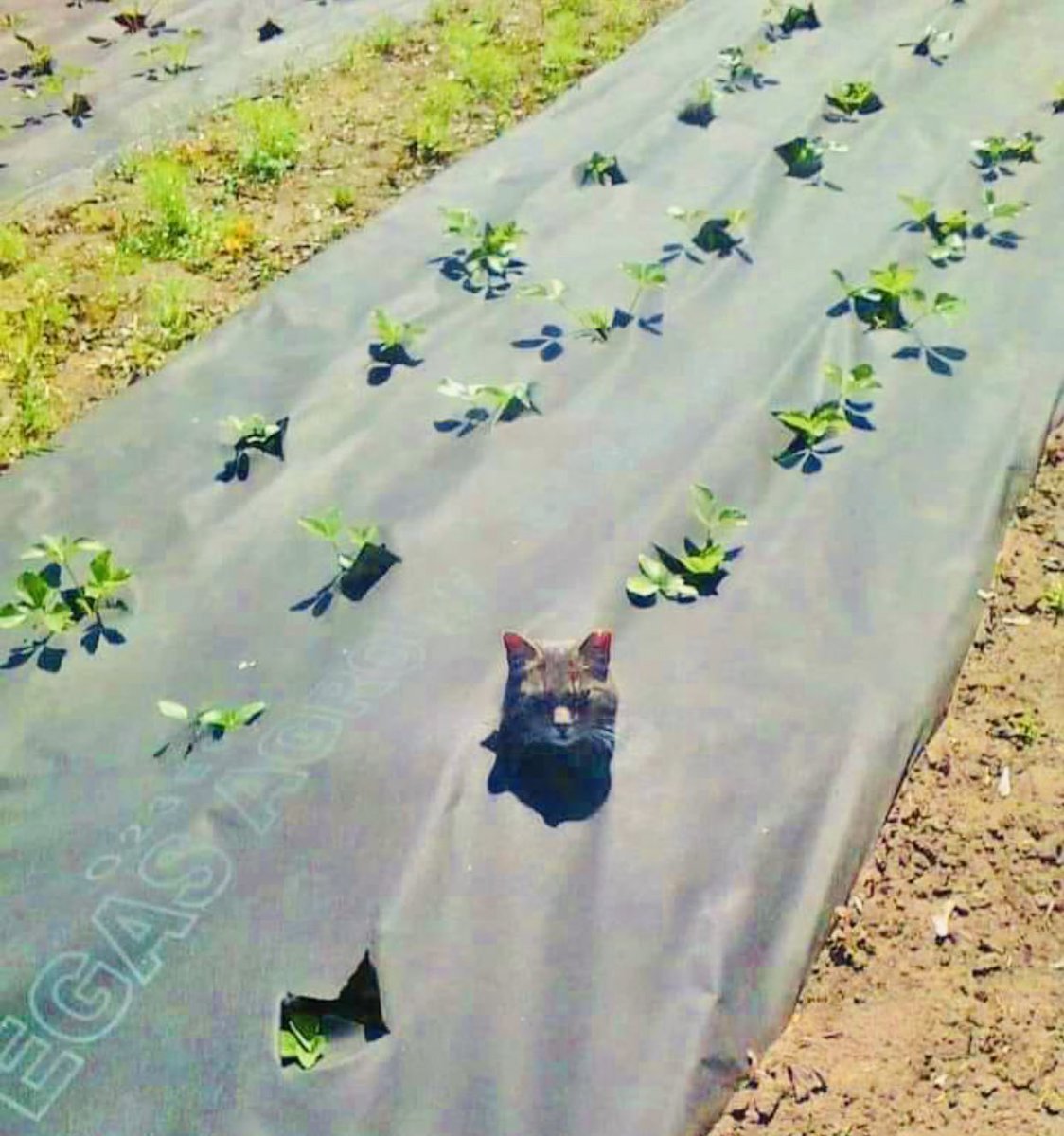 猫が発芽した貴重な瞬間🌱