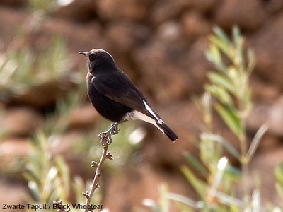 🐦New article online 🐦
Diet and prey availability of the Black #Wheatear Oenanthe leucura in the El Hodna region (M’Sila, #Algeria) 🇩🇿

LINK: avocetta.org/articles/vol-4…