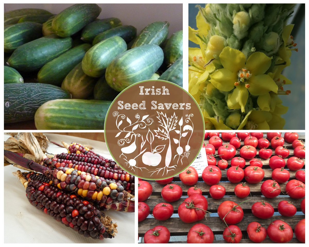 📣Check out the new varieties of seeds in our 2024 Seed Catalogue including Wautoma Cucumber &amp; Tibet Apple Tomato 🌱🍅

🎅Seed packets make for great Christmas stocking fillers 🎁🌱

Shop for Seed ➡️ tinyurl.com/3sk7uffk
Shop for Seed Gift Sets ➡️ tinyurl.com/kf8njvdj