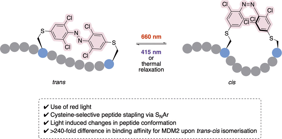 Read this #openaccess study by Dr David Spring et al., on peptide stapling using photoswitchable linkers for potential therapeutic applications 😍.

Read the full article below 👇
DOIhttps://doi.org/10.1039/D3CB00176H