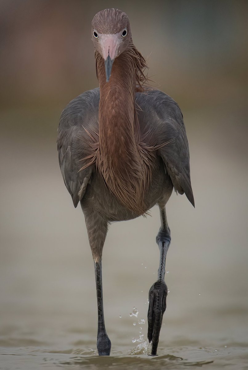 GOOD MORNING #TwitterNatureCommunity 📸 Welcoming the new week with BIG RED - The Reddish Egret coming right at ya! #TwitterNaturePhotography #BirdsOfTwitter #BirdTwitter