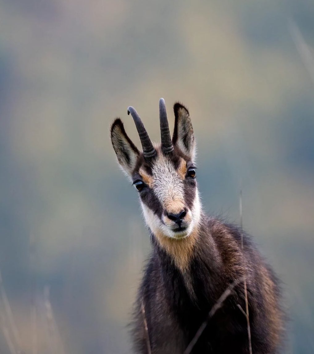 🌍🏔️ #Newarticle: The #study delves into the impacts of #climatechange on #Alpine #environments, with a particular focus on the Northern #chamois (#Rupicaprarupicapra) 🐐 and its adaptive #genetic variation in the context of #globalwarming.🧬 🔬🌡️ 📑doi.org/10.1038/s41437…