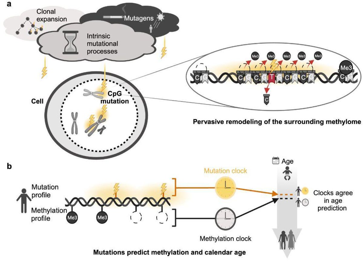 'Somatic mutation as an explanation for epigenetic aging' biorxiv.org/content/10.110…