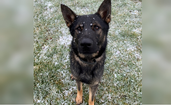 Meet Police Dog Max, who’s part of #SantaPawsPatrol, here in #Essex. Max is described as a headstrong boy, who enjoys all things food-related and loves nothing more than a good game of fetch and tug with his handler! He wishes you all, “Happy Woofmas”. #ProtectingAndServingEssex