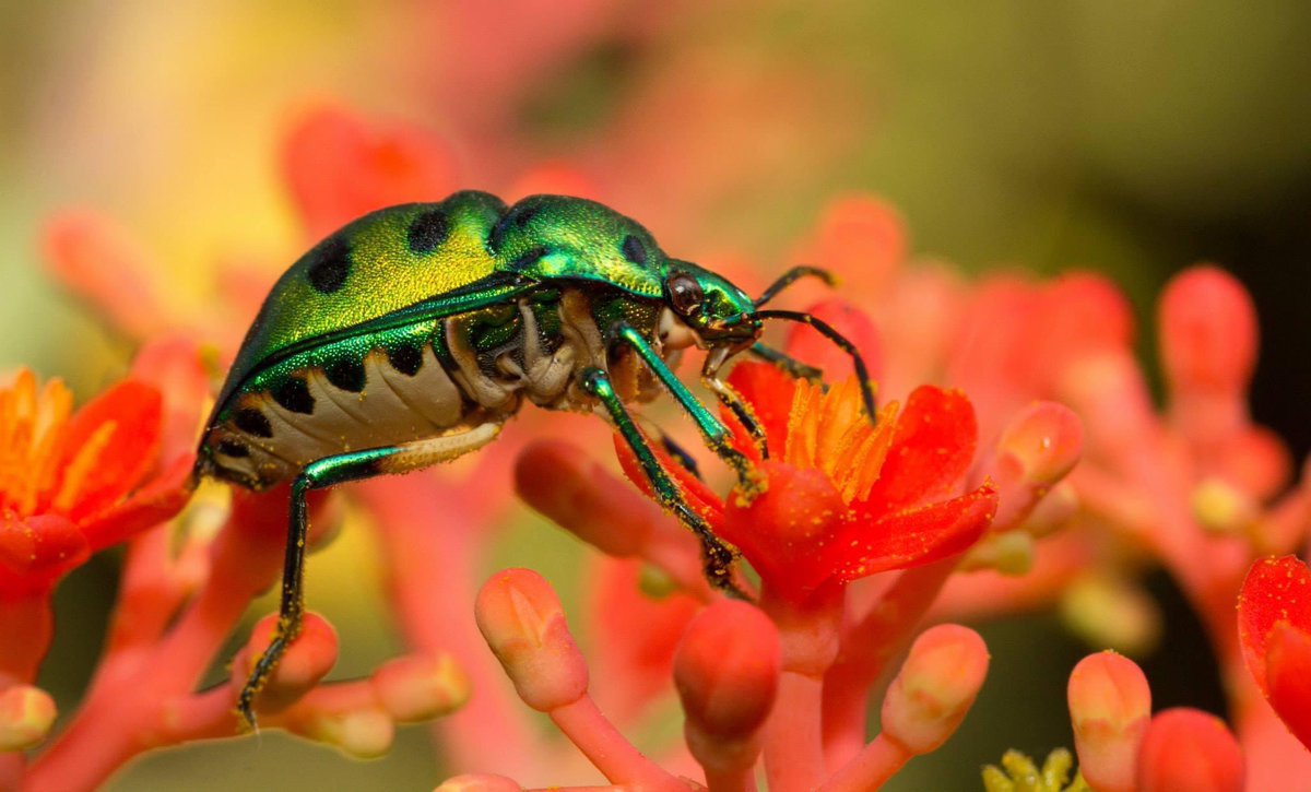 A jewel bug.

Clicked at SGNP, Mumbai

#shotoncanon #macro #macrophotography #wildlife