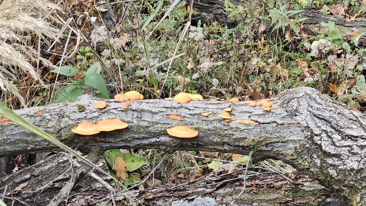 Preparing a presentation on the impacts of current logging and roadbuilding policies of the U.S. #Forest Service on fungal diversity. There is no good news. 😕 
#Forests
#Wildlife
#fungi
#biodiversity
#oldgrowthforests