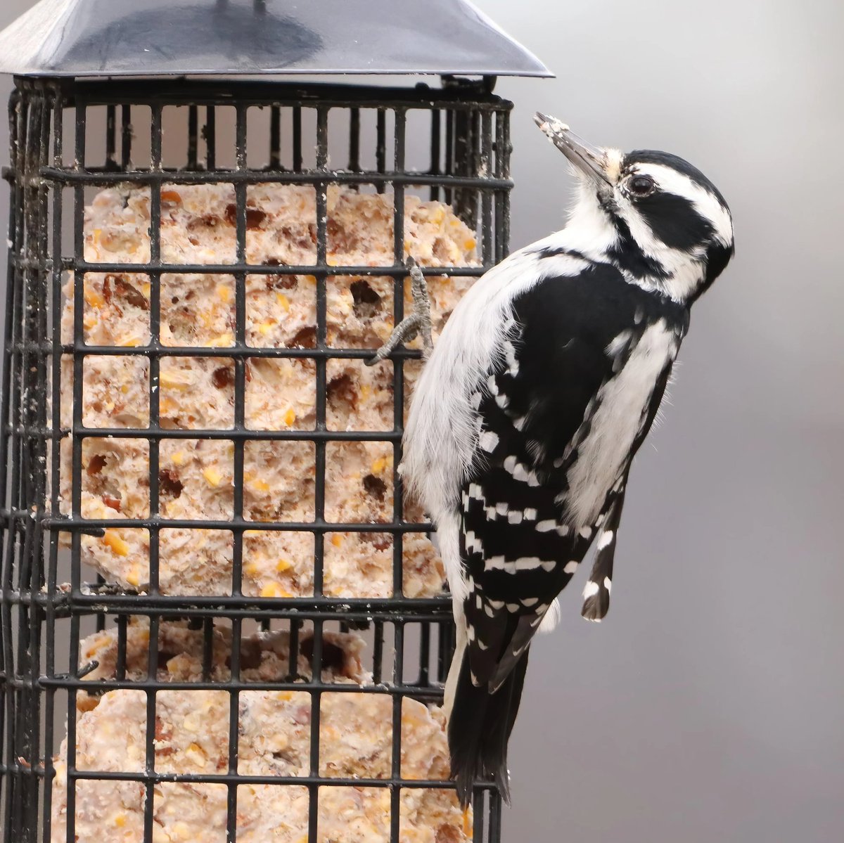 I was excited to see this female hairy woodpecker stop by for some peanut suet this weekend.
#femalehairywoodpecker #hairywoodpecker #hairywoodpeckers #ohiobirding #ohiobirder #ohiobackyardbirding #suetlovers #suetfeeders #suet #suetlover #suetseason #birding #birdingdaily