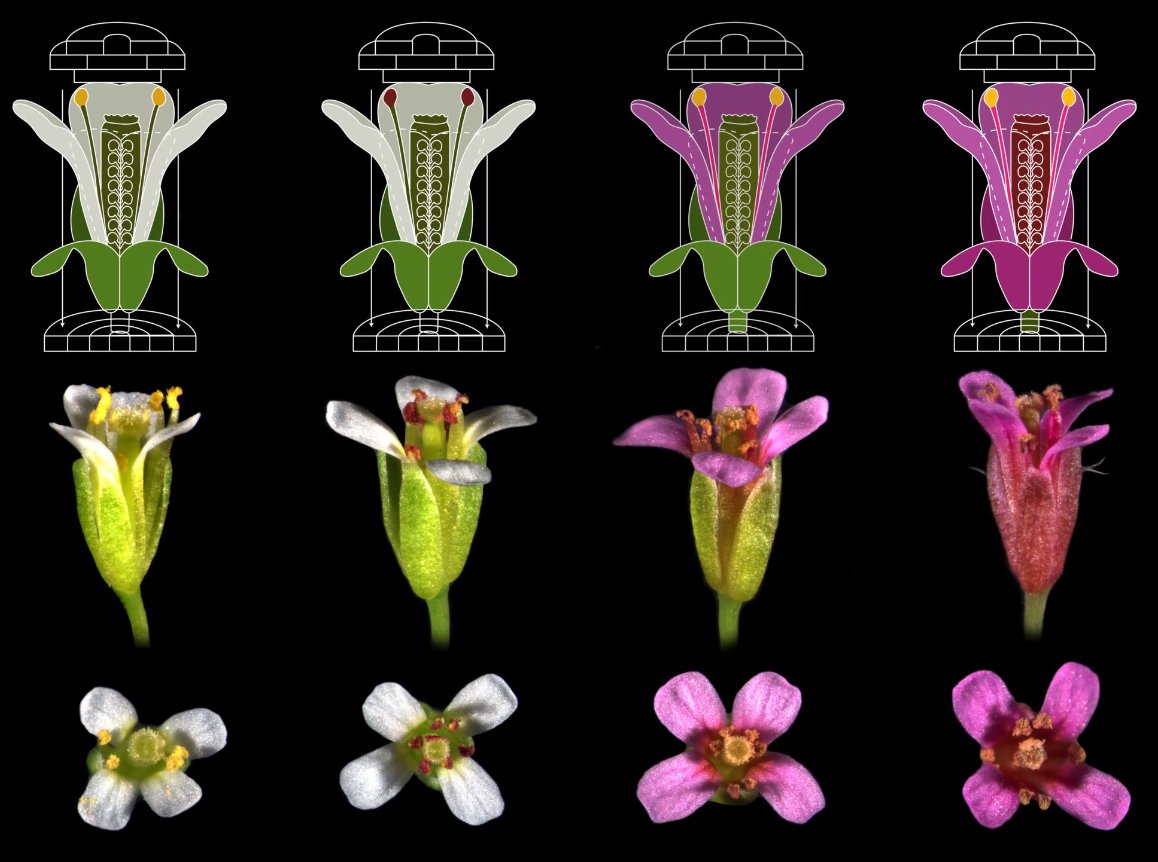 First <a href="/bencives/">Stefano Bencivenga</a> transformed wild-type Col0 with pLAT52:RUBY, a reporter that converts tyrosine to vividly red betalain (the same compound seen in beetroot). While many lines were pollen-specific as expected, he found one line that expressed RUBY just in the petals (3rd from left)