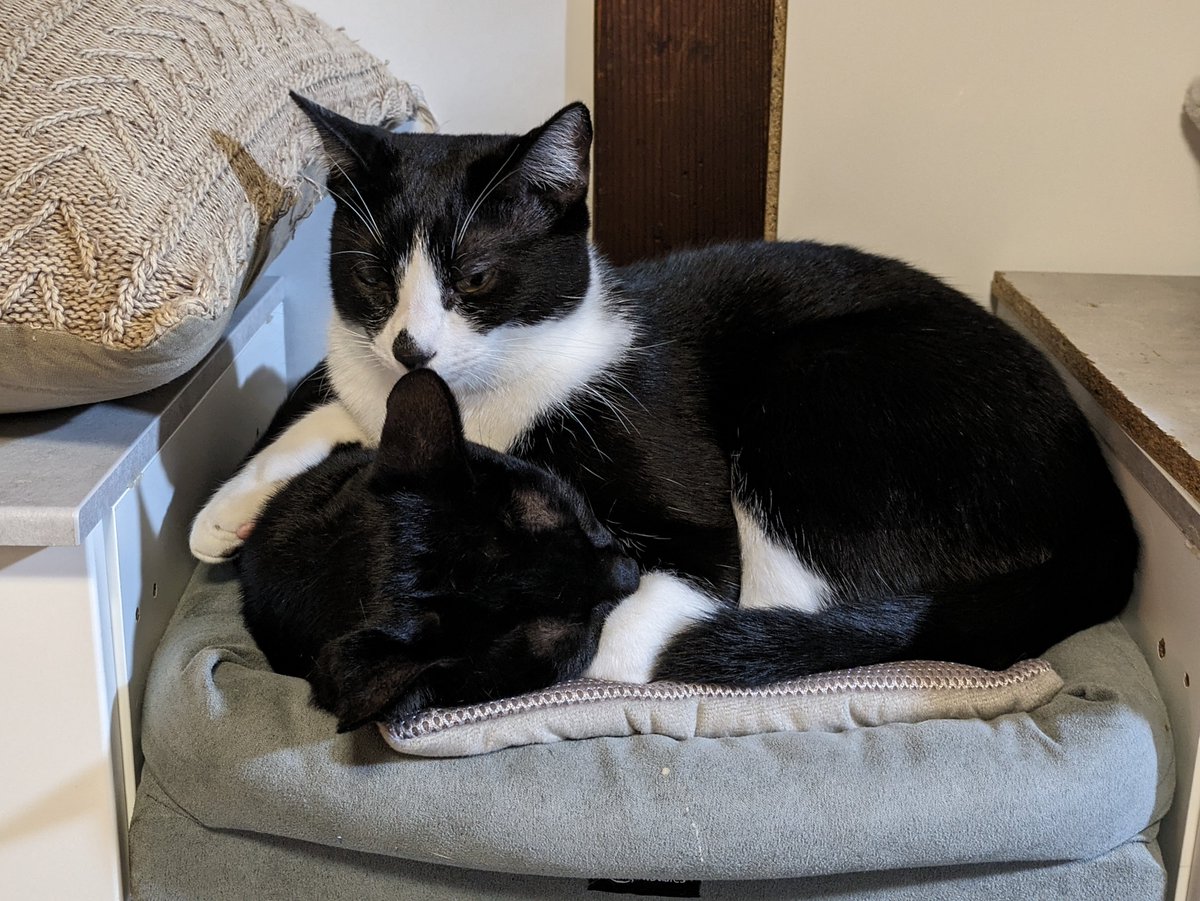 Happy holiday season from the warmest spot in the house! #AdoptDontShop #CatRescue