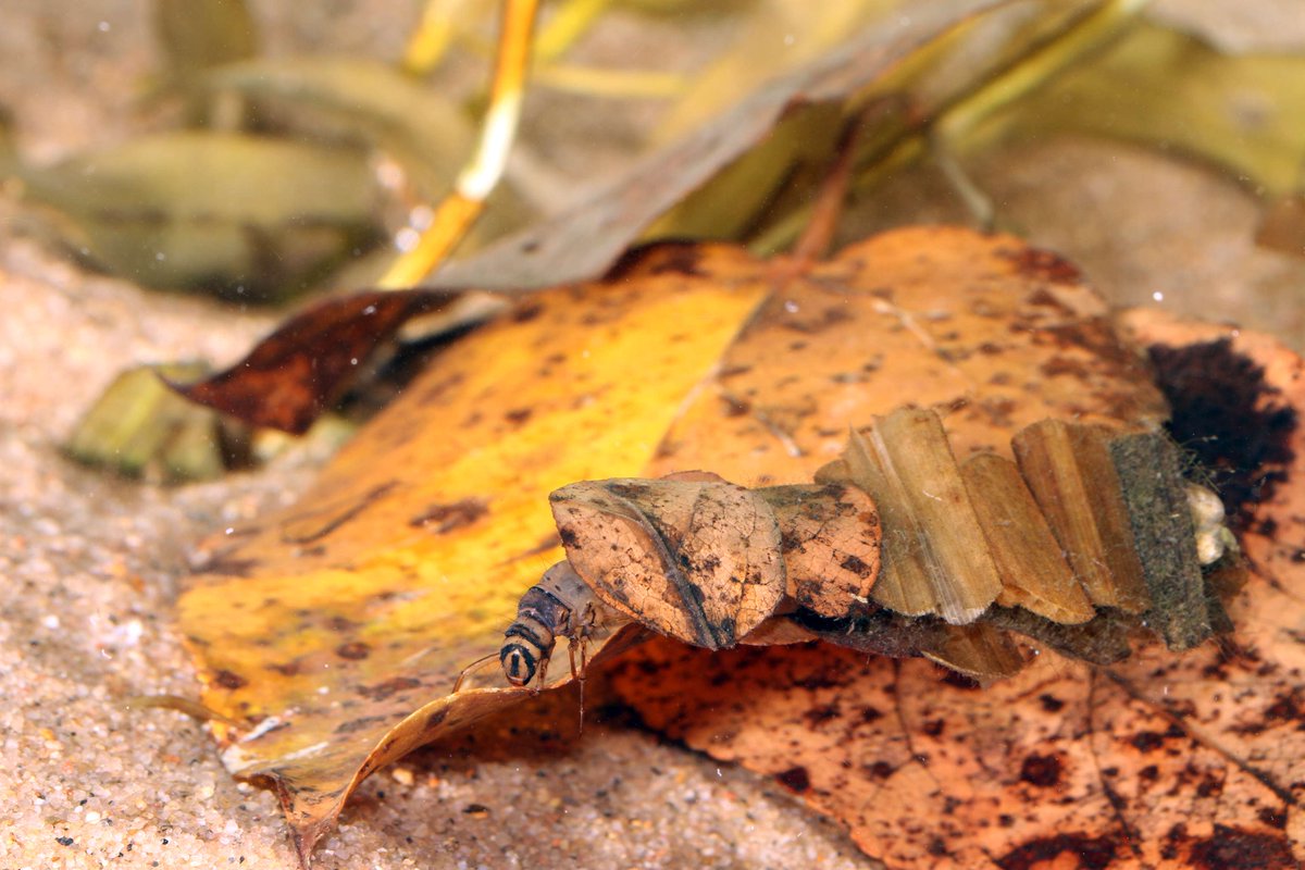 During autumn, ponds and wetlands are host to the crafty Nemotaulius hostilis caddisfly larva. Using dead leaves and grass, it fashions a stealthy flat case, perfectly camouflaging itself amidst nature's fall tapestry. #MacroMonday #NaturalCamouflage 📸Rob Hinchliffe