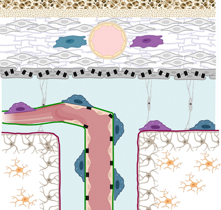LiddelowSA's tweet photo. #GliaPapers
REVIEW @GLIA_Journal
Gal Ronit Frumer, @TheJungLab, Jung-Seok Kim, @WeizmannScience
A review of recent advances in the understanding of brain macrophage heterogeneity.
https://t.co/n23W2xYVIF https://t.co/7LcDR9PEIx