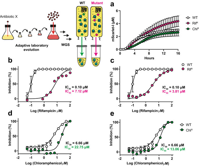 Simon Moore (@sjmoore505) on Twitter photo Here, we use cell-free synthetic biology to study antimicrobials and resistance.
nature.com/articles/s4425…
Thank you to all the authors and the reviewers. <a href="/KameshwariChen1/">Kameshwari Chengan</a> <a href="/HealthcareUKHSA/">AD3, UKHSA</a> <a href="/ADTsaousis/">Dr. Anastasios Tsaousis</a> <a href="/josebengoechea/">Josebengoechea</a> Here, we use cell-free synthetic biology to study antimicrobials and resistance.
nature.com/articles/s4425…
Thank you to all the authors and the reviewers. <a href="/KameshwariChen1/">Kameshwari Chengan</a> <a href="/HealthcareUKHSA/">AD3, UKHSA</a> <a href="/ADTsaousis/">Dr. Anastasios Tsaousis</a> <a href="/josebengoechea/">Josebengoechea</a>