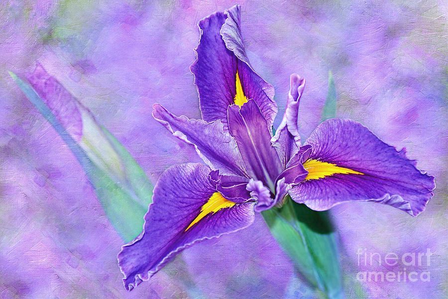#Vibrant #Iris On #Purple #Bokeh By Kaye Menner #Photography Wide variety #Prints & lovely #Products at: buff.ly/4arpRcq #Art #BuyIntoArt #AYearForArt #Artist #FineArtAmerica