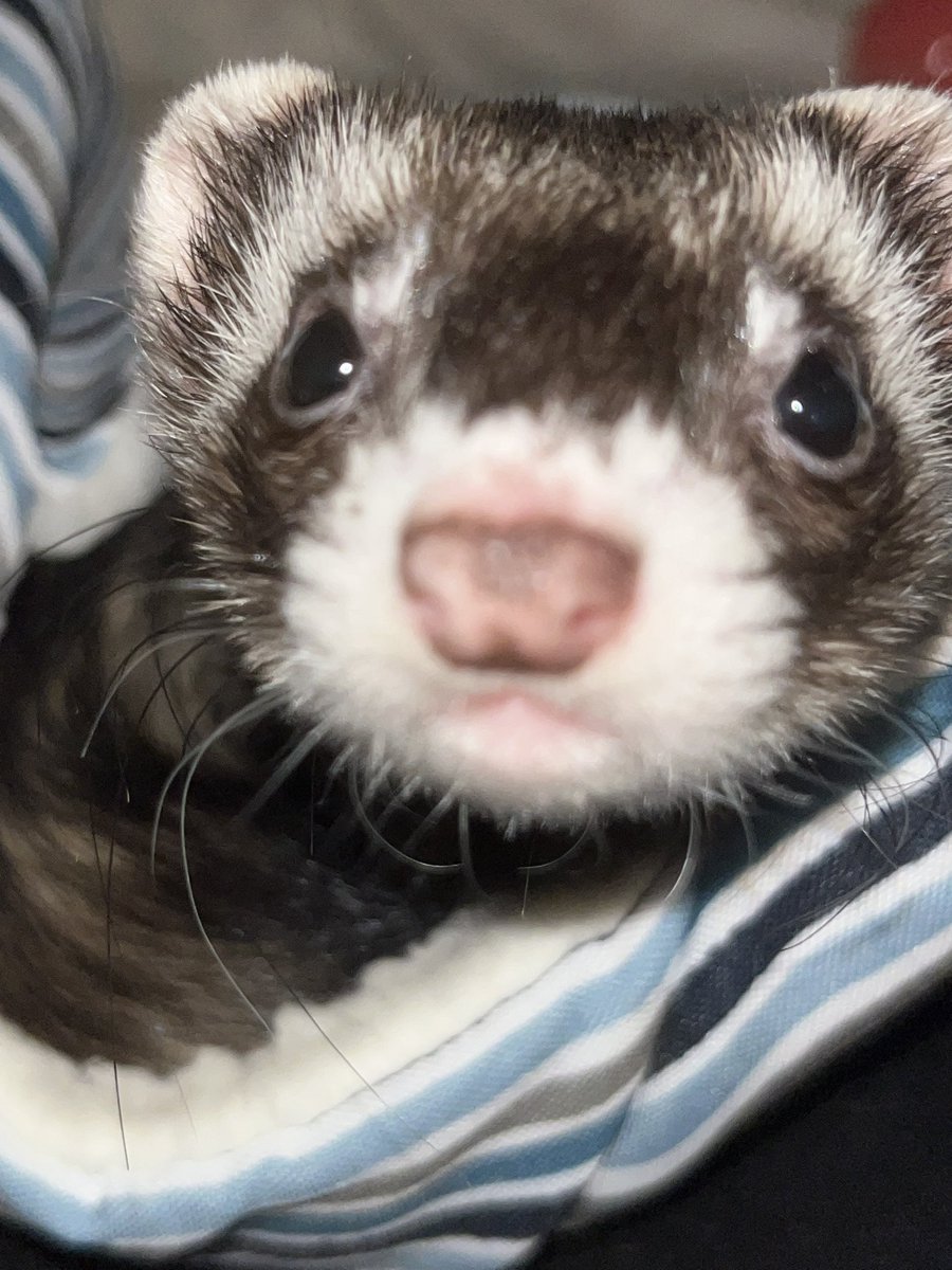 Time for Monday morning feel good BOOOOOPS! 
#FerretLife