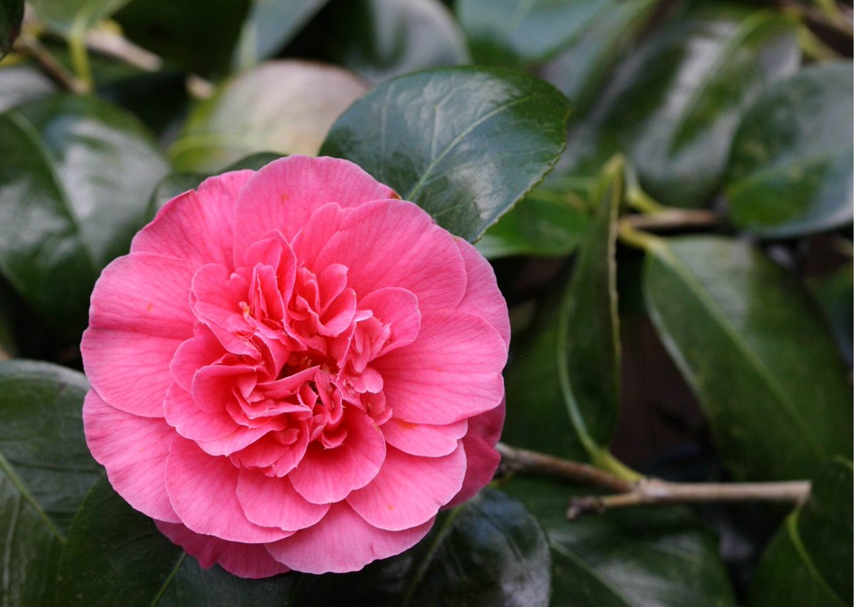 One of the first Camellias to bloom at Westonbirt is Camellia japonica 'Gloire de Nantes'. 🌼 Such beautiful rose-pink flowers and shiny ovate leaves. It can be seen in Savill Glade and Sand Earth. forestryengland.uk/westonbirt/win… #flowers #winter