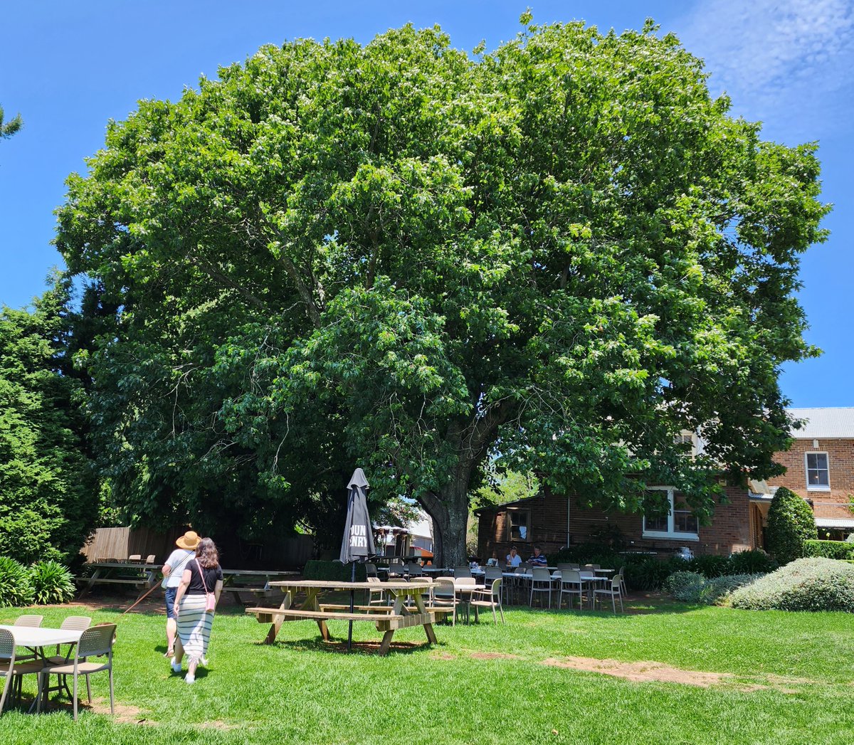 A redder kind of oak, next stop on my everyperson oak odyssey.

talkingplants.blogspot.com/2023/12/a-redd…