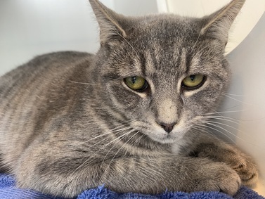 NYC's DEATH ROW CATS on X: *SHELTER PLEA* NEW PHOTO - **FeLV+** Poor Beluga  is a sweet cat who will need some TLC. (consider hospice vs EHR) NEEDS OUT  ASAP!   /