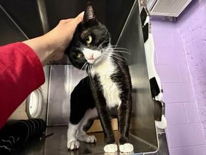 NYC's DEATH ROW CATS on X: *SHELTER PLEA* NEW PHOTO - **FeLV+** Poor Beluga is a sweet cat who will need some TLC. (consider hospice vs EHR) NEEDS OUT ASAP! /