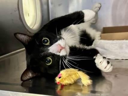 NYC's DEATH ROW CATS on X: *SHELTER PLEA* NEW PHOTO - **FeLV+** Poor Beluga  is a sweet cat who will need some TLC. (consider hospice vs EHR) NEEDS OUT  ASAP!   /