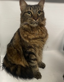 NYC's DEATH ROW CATS on X: *SHELTER PLEA* NEW PHOTO - **FeLV+** Poor Beluga  is a sweet cat who will need some TLC. (consider hospice vs EHR) NEEDS OUT  ASAP!   /