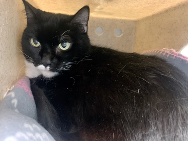 NYC's DEATH ROW CATS on X: *SHELTER PLEA* NEW PHOTO - **FeLV+** Poor Beluga  is a sweet cat who will need some TLC. (consider hospice vs EHR) NEEDS OUT  ASAP!   /