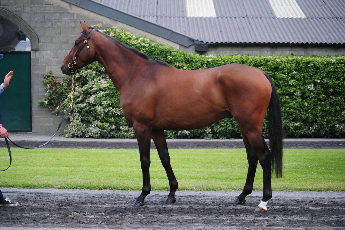 Tattersalls_ie's tweet image. 🌠 2021 𝐃𝐞𝐫𝐛𝐲 𝐒𝐚𝐥𝐞 graduate wins on racecourse debut @MusselburghRace for @LambdenRacing.

🤝 Getagin was purchased at the 2019 𝐃𝐞𝐫𝐛𝐲 𝐒𝐚𝐥𝐞 for €12,000 by @dower_house from Derwent Dene Farm.

#ConsistentlyTheBest #DerbySale