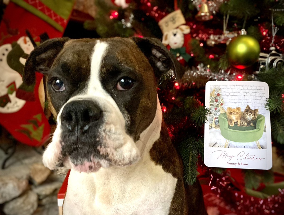 waterfallsrus's tweet image. Gunner and Mommy are so happy ❤️💚 We received a beautiful 🎄Christmas card 💌 from pals Sunny &amp;amp; Lani! 🎅 @SunnyDaWawa Thank you so much for sending us Christmas joy! 
#MerryChristmas #PupMail #DogsofTwitter #DogsofX #SunnyandLani