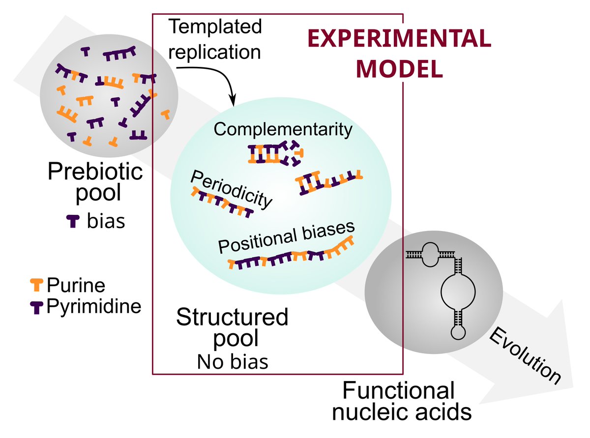 What happens when a pool of random DNA sequences replicate? What sequence patterns emerge? Do initial biases propagate? Or does the final pool hold no memory of where it came from? 

We address these questions in our newly published NAR paper: 
doi.org/10.1093/nar/gk…

@NAR_Open
