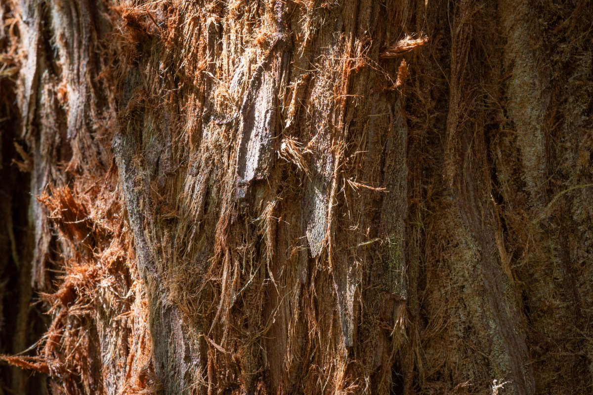 We’re ‘barking’ up the right tree. Winter is the time for bark to really stand out. Barks clean the air, are home to invertebrates and change with age. The coast redwood has protective, thick fibrous bark. 📷 Doug Lodge forestryengland.uk/westonbirt/win… #winter #trees #bark