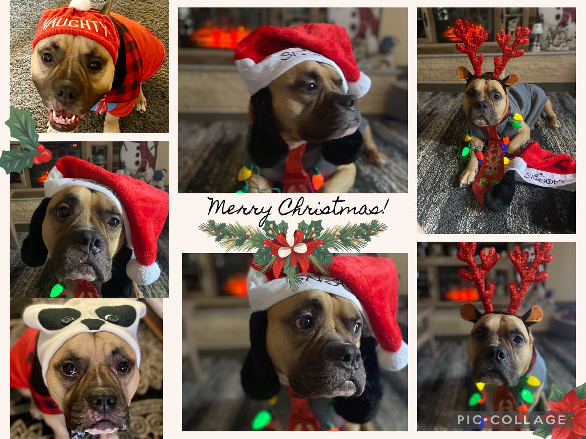 #thenine Rambo is excited and ready for Santa and we wish you all a safe and happy holiday season ! It’s all about the best gifts ….family, friends, joy, sharing, giving, peace and love 🎄🙏❤️(good food to lol)