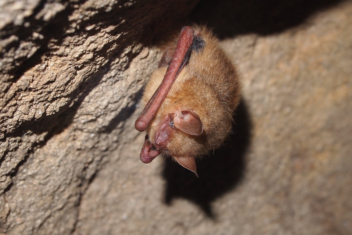Check out the latest edition of our newsletter where we feature research related to white-nose syndrome and coronaviruses in bats, a systems approach to managing CWD, new resources on pathology of stony corals and mussels, and more: usgs.gov/national-wildl…
