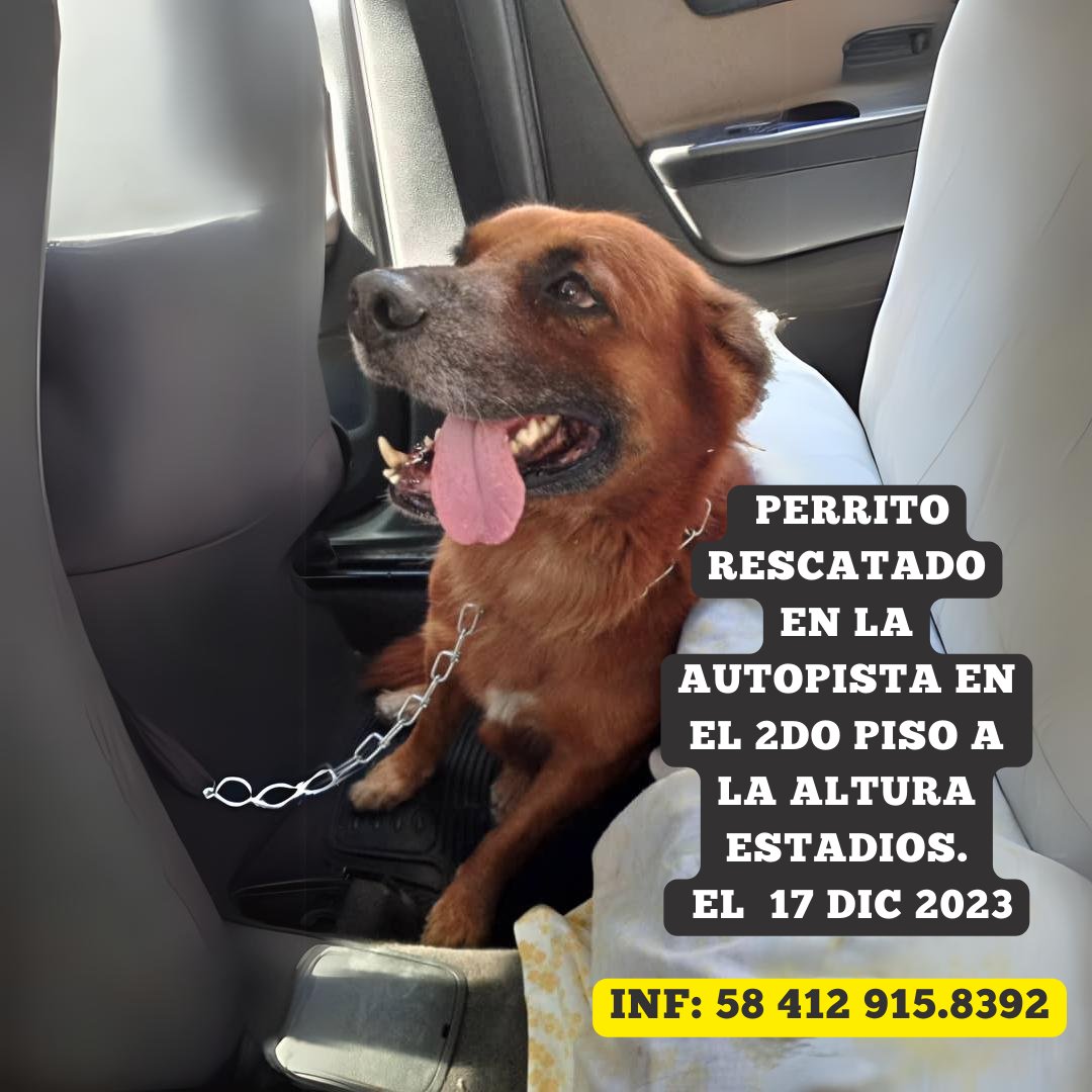 EXTRAVIADO Caracas RP <a href="/pataflorez02/">Patricia Flórez</a>: Perrito rescatado en la autopista en el 2do piso via el Valle venía sentido contrario😱. Vecino de Los Chaguaramos lo rescató, presumimos es de la zona... Chaguaramos, Valle Abajo...estaba desorientado y está resguardado. Inf. 58 412 915.8392