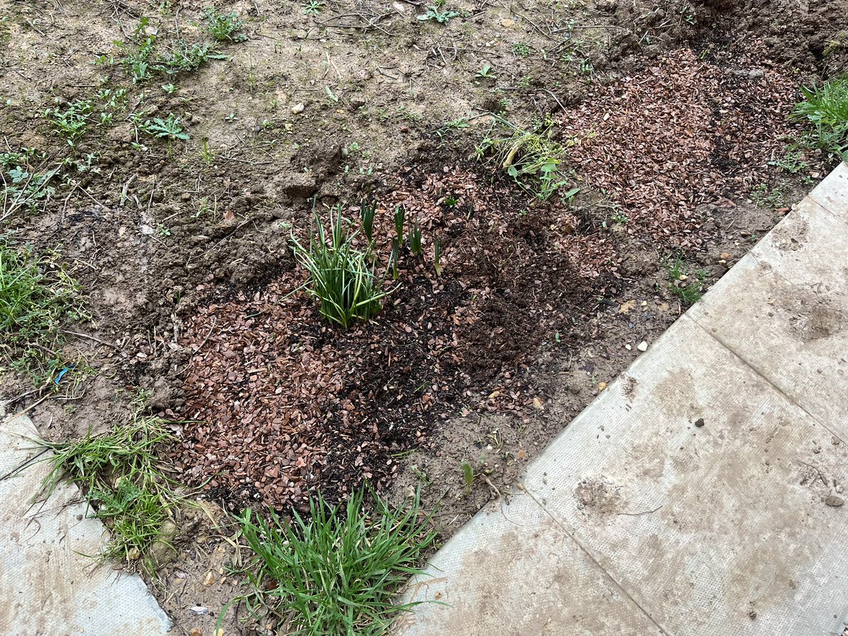 SteflovesPlants's tweet photo. Sowed a wildflower meadow, planted a native species rich hedgerow of 20+ species, early flowering bulb border to provide nectar for wildlife when food is scarce in early spring, and now digging a wildlife pond! https://t.co/ZKRn7CAZ7d