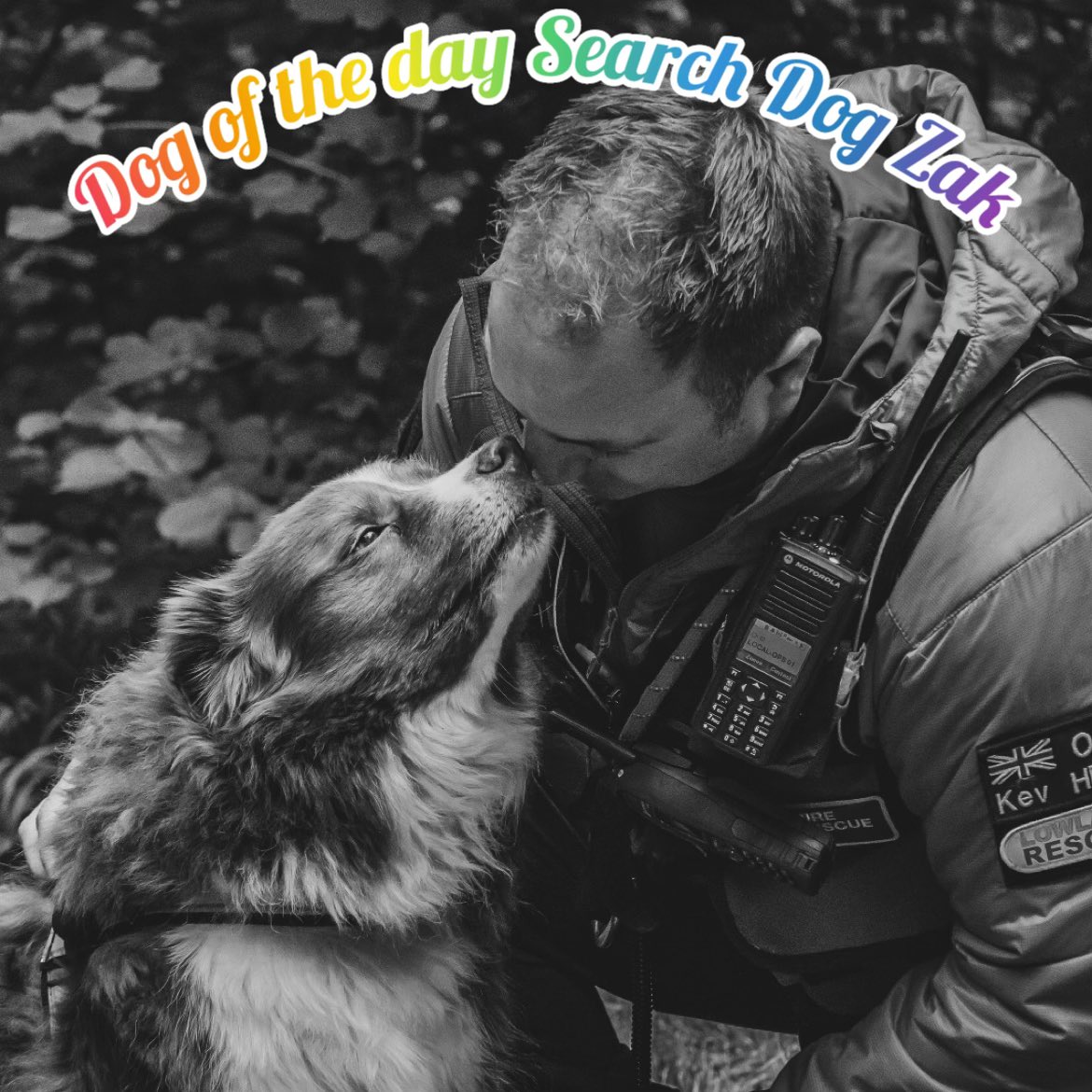 National K9 Memorial (@k9memorialuk) on Twitter photo Our dog of the day is Search Dog Zak.
We are saddened to hear that Zak has sadly crossed the rainbow bridge🌈
Our thoughts are with his handler & family😢
Thank you for all your hard work Zak, run free wee man🐾💙🐾
<a href="/SearchDogZak/">Search Dogs Zak & Rusty</a> Our dog of the day is Search Dog Zak.
We are saddened to hear that Zak has sadly crossed the rainbow bridge🌈
Our thoughts are with his handler & family😢
Thank you for all your hard work Zak, run free wee man🐾💙🐾
<a href="/SearchDogZak/">Search Dogs Zak & Rusty</a>