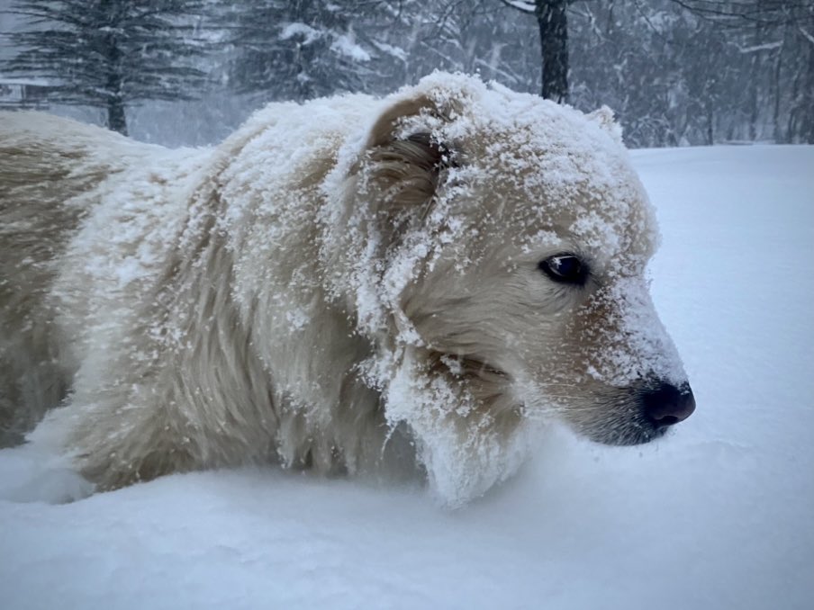 An an antidote to today's 60-degrees driving rainstorm, here's a look at three years ago yesterday, when we had a real, Dec. 17-esque winter storm in 2020 -- Outlaw's favorite weather. #WINTER #dogsofx @dogcelebration @dogandpuplovers @ok32650586