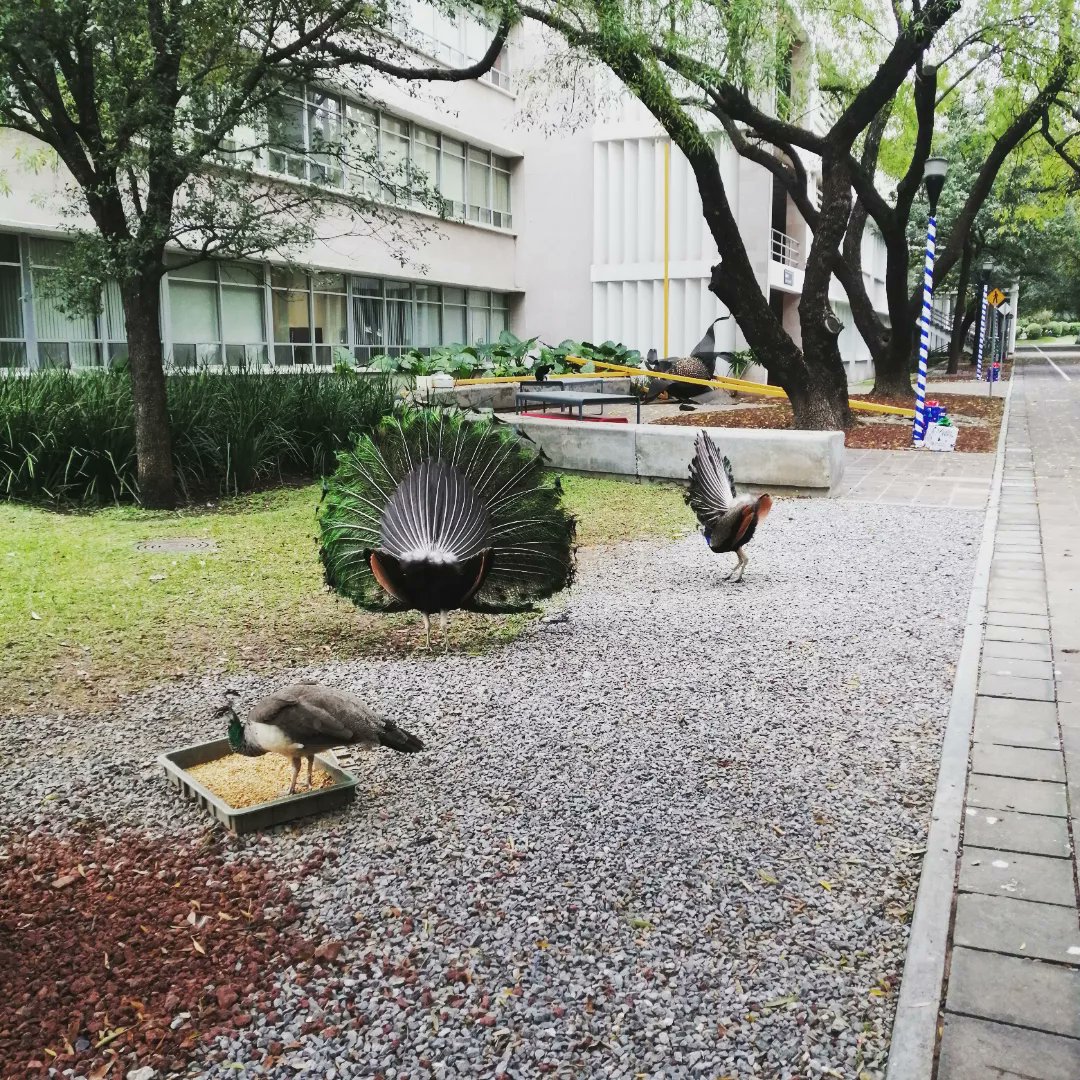 alejdiazd's tweet image. #monterrey #tecnologicodemonterrey antes de graduaciones #Mexico