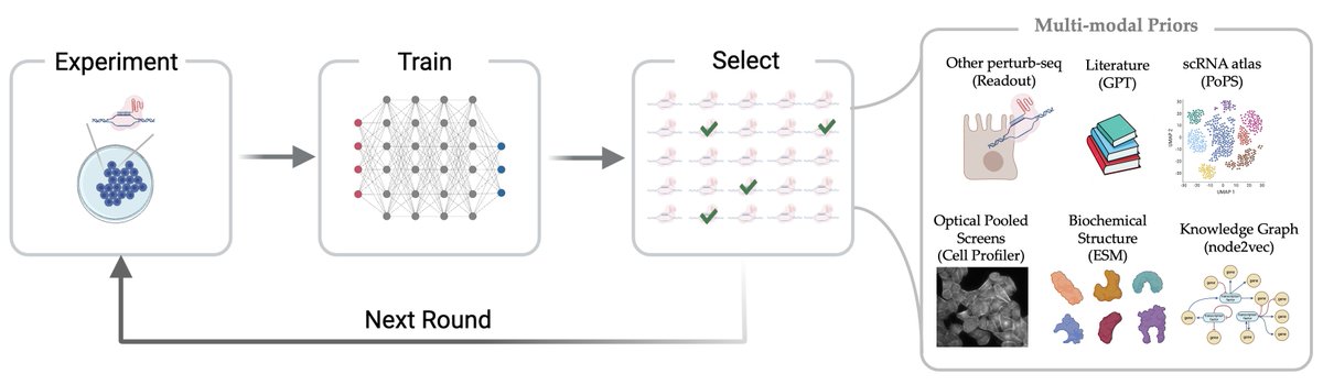 1/🧵Introducing Perturb-seq-in-the-loop: a sequential experimental design strategy for perturbation screens guided by multimodal priors, with 3X speedup over state-of-the-art active learning methods! With amazing @_romain_lopez_ @jchuetter Taka Kudo @antonio_science Aviv Regev