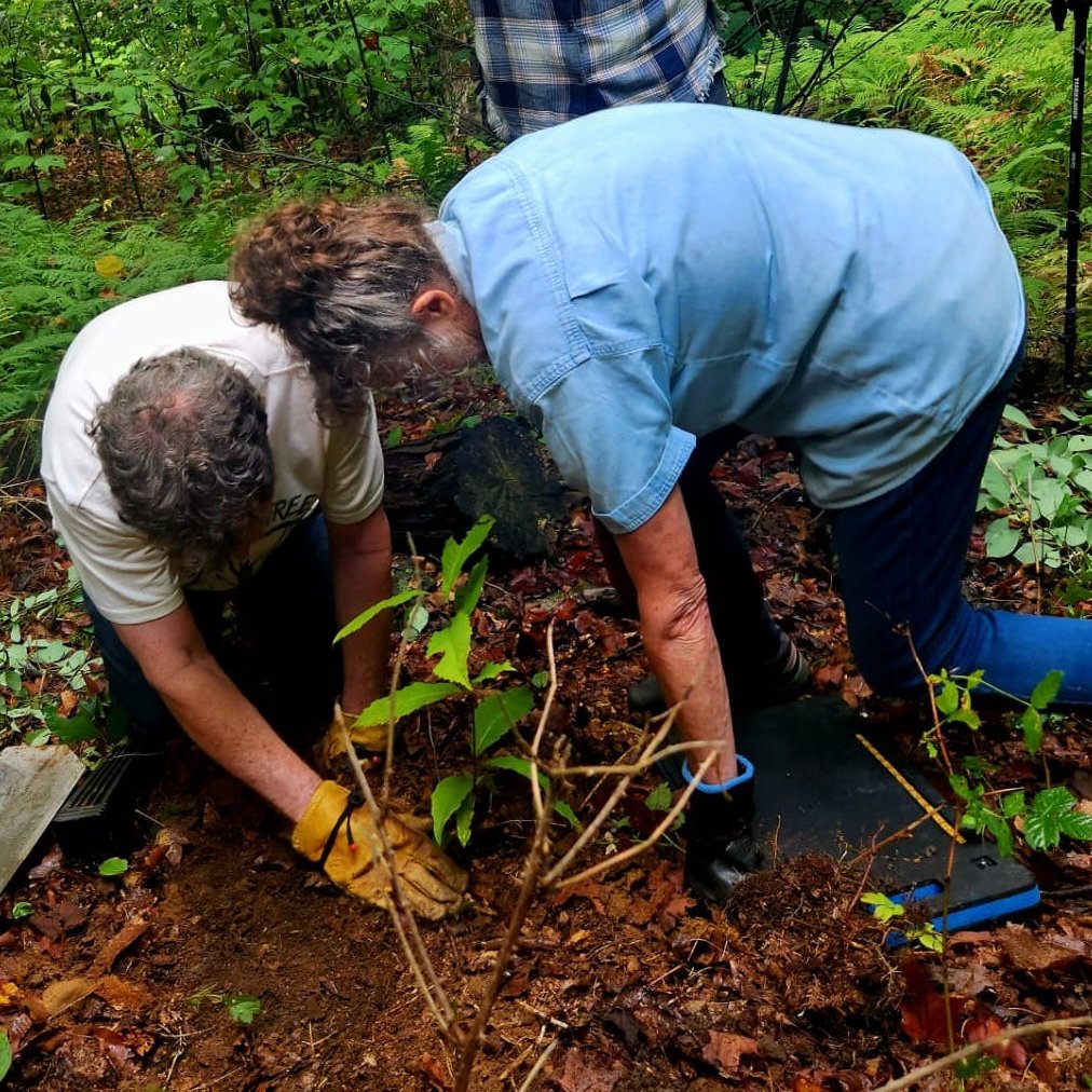 New @NatCounterPunch piece by @AnneGJEP of @GJEP123 on the gigantic blunder of the #GMO chestnut tree that could have wiped out remaining wild American chestnuts if deregulated. #stopgetrees @biotechaction @RachelsNews @Sierra_Magazine @Earthjustice counterpunch.org/2023/12/18/the…