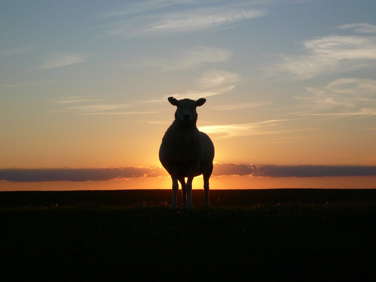 Want to study parasite adaptation as it happens? We're looking for a postdoc to monitor and model parasites infecting ewes on our University farm @LivUni_IVES. Part of the Sustainable Control of Parasites in Ewes project. Deadline 8th January tinyurl.com/2vr5vyry