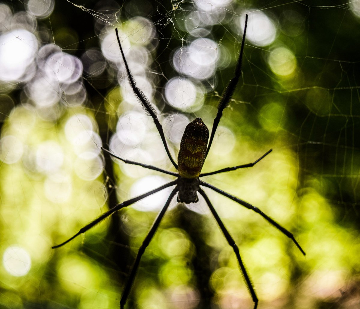 Rethinking Fables (@rethinkingfable) on Twitter photo We're kicking off 2024 with a spider fables session, featuring four spider enthusiasts, @zapkapow, <a href="/acorsin/">Alberto Corsín Jiménez (@acorsin@mastodon.social)</a> & <a href="/cass_lynch/">Cassie Lynch</a> & Prof Lisa Jean Moore (January 11th, 1-3 pm (UK time)). We'd be delighted if you could join us. To register, please visit: us02web.zoom.us/meeting/regist… We're kicking off 2024 with a spider fables session, featuring four spider enthusiasts, @zapkapow, <a href="/acorsin/">Alberto Corsín Jiménez (@acorsin@mastodon.social)</a> & <a href="/cass_lynch/">Cassie Lynch</a> & Prof Lisa Jean Moore (January 11th, 1-3 pm (UK time)). We'd be delighted if you could join us. To register, please visit: us02web.zoom.us/meeting/regist…