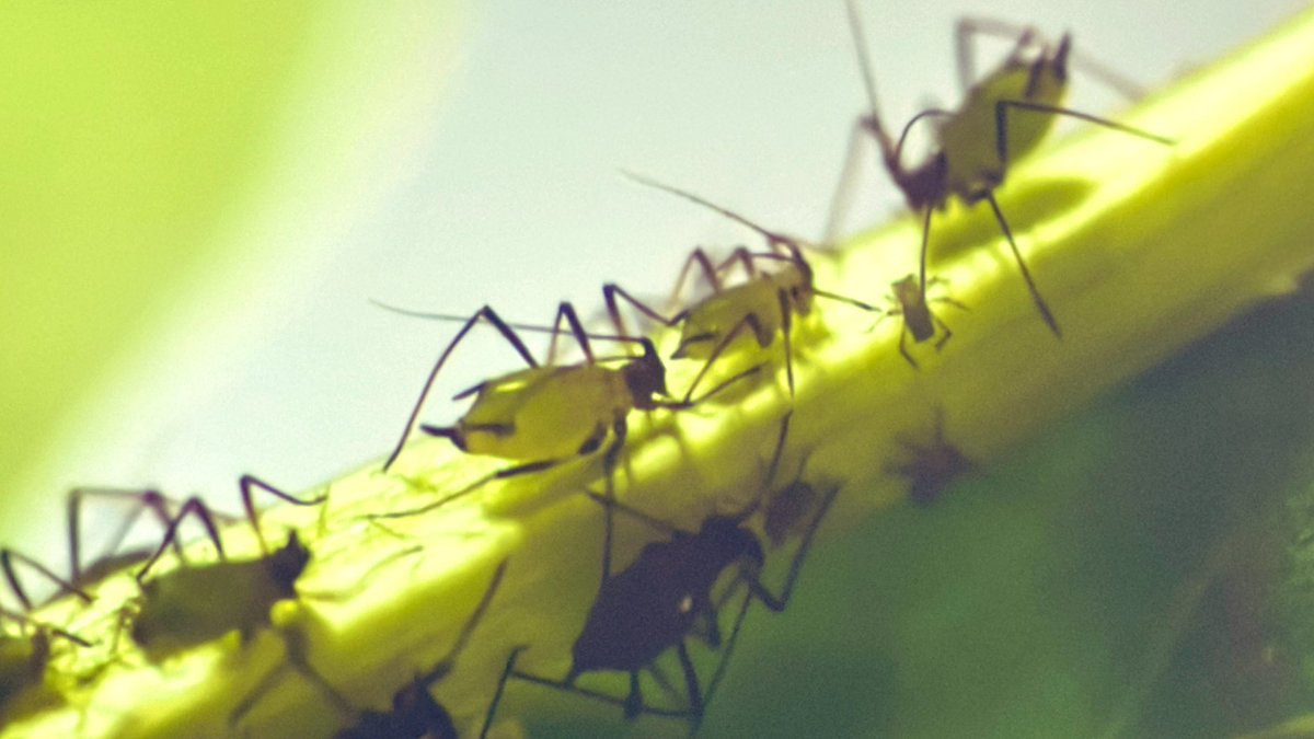 Ants run aphid farms. But could they also run aphid pharmacies? Jason Rissanen asks whether aphids may be a source of medicine for ants… #IUSSIBristol