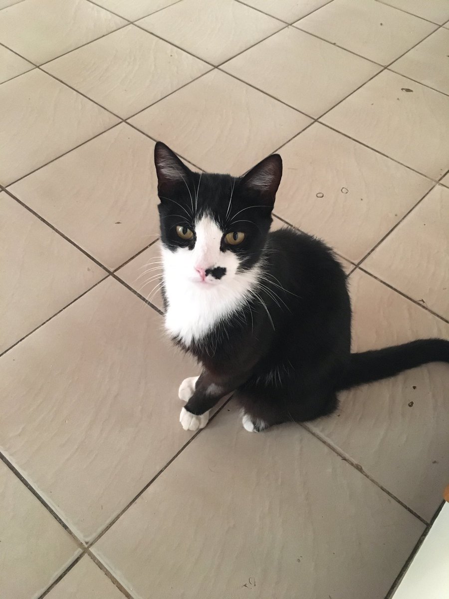 MoralesNii's tweet photo. Buenas, tengo que operar a mi gato HOY y la operación sale $50.000, me faltan $35mil, si quieren colaborar pueden compartir o donar al alias: Morales.nii https://t.co/XCmh3jU5YG